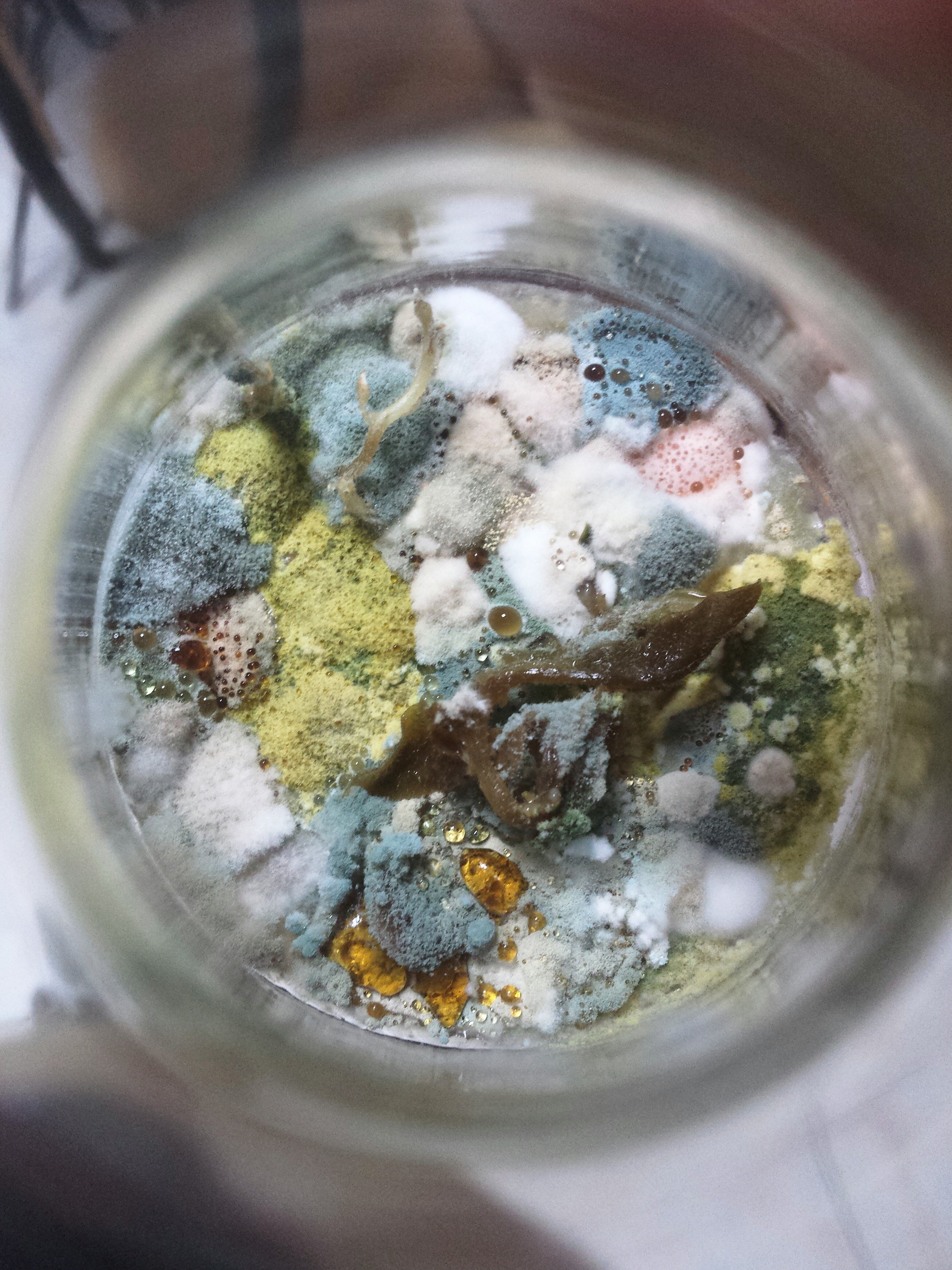 Petri dish with microbial culture used in preservative effectiveness testing