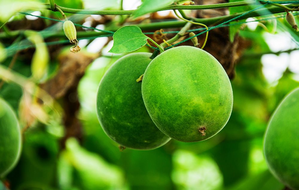 What are Monk Fruit Extracts? All you need to know