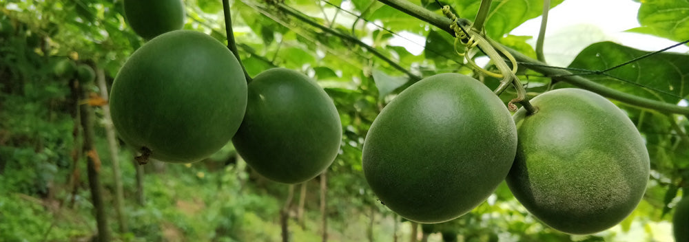 Understanding Monk Fruit as a Sweetener